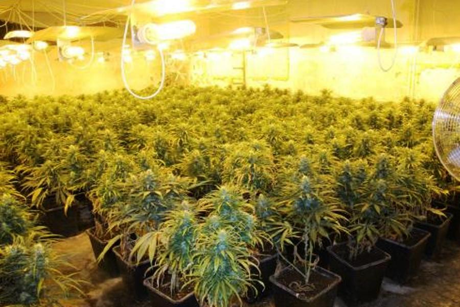 Агротехника выращивания конопли давление марихуана