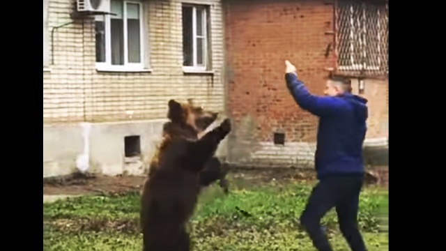 Медведь на улице Таганрога