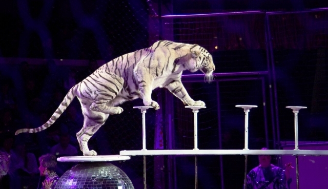 Белый тигр напал на пьяного сотрудника цирка