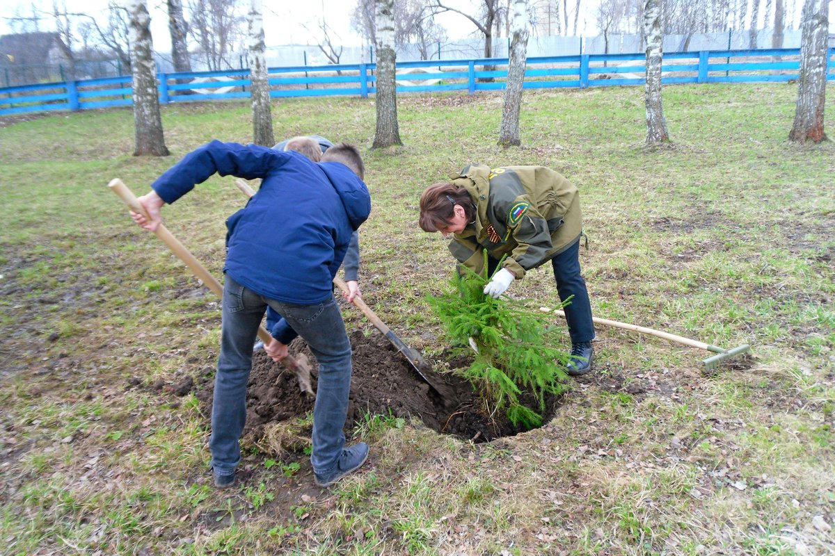 В области станет на 90 тысяч деревьев больше