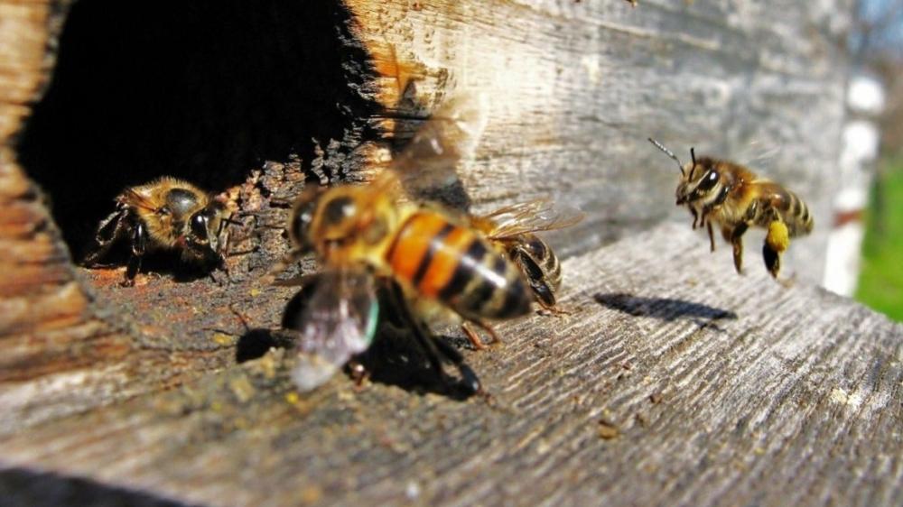 Пчела сегодня. Пчелы вентилируют. Пчелиный суд. Пчеловод 2024. Термины пчеловодства с картинками.
