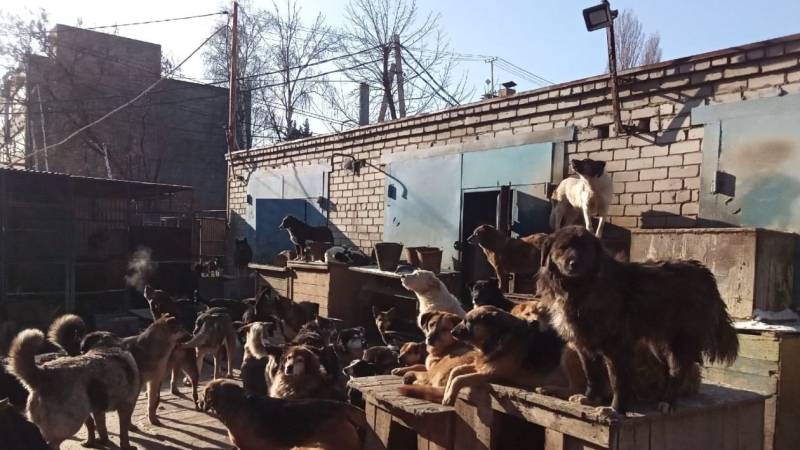 ПЁС ПОПУТАЛ