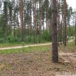 лес-17
