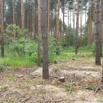 лес-24