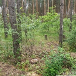 лес-25