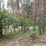 лес-26